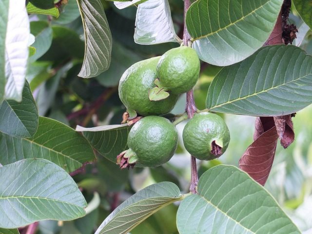 Гуава (Psidium guajava)