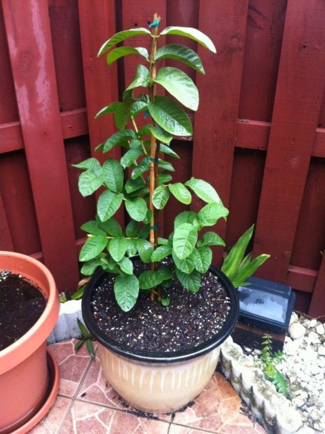 Гуава (Psidium guajava)