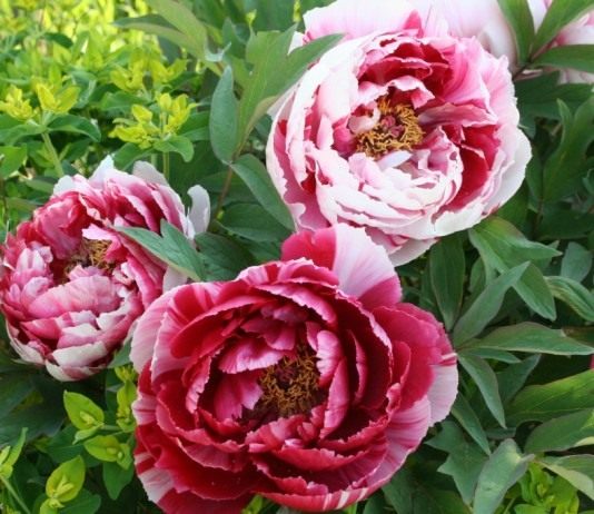 Древовидные пионы - Цветник и ландшафт Пион древовидный, сорт 'Shimanishiki'