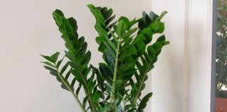 Замиокулькас (Zamioculcas)