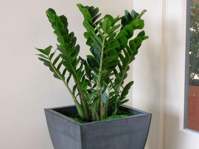 Замиокулькас (Zamioculcas)