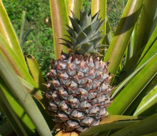 Ананас