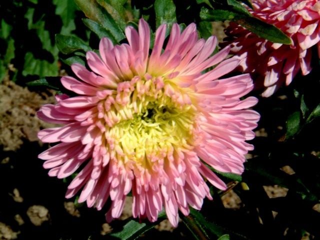 Астра садовая (Aster)