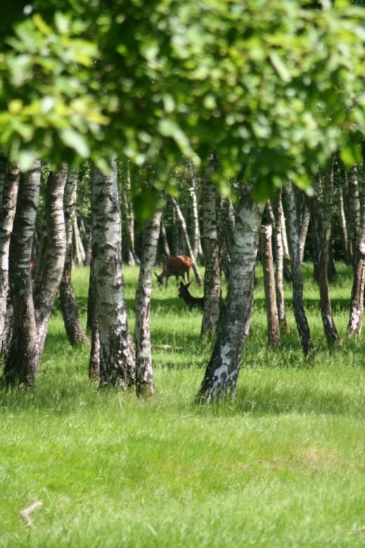 Берёза (Birch)