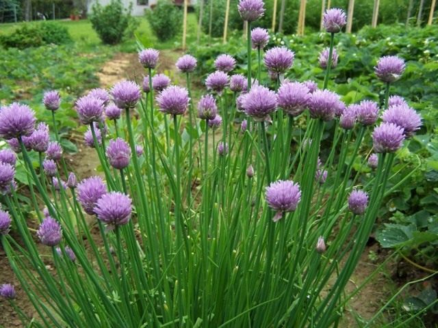 Лук скорода, или шнитт-лук (Allium schoenoprasum) Лук скорода, или шнитт-лук (Allium schoenoprasum)