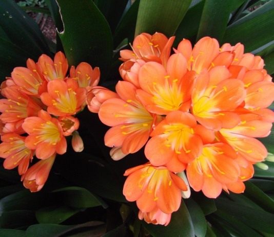 Что может луковица - Комнатные растения Что может луковица