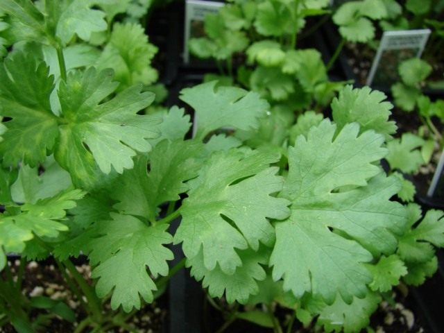 Кориандр, или кинза (Coriandrum sativum) Кориандр, или кинза (Coriandrum sativum)