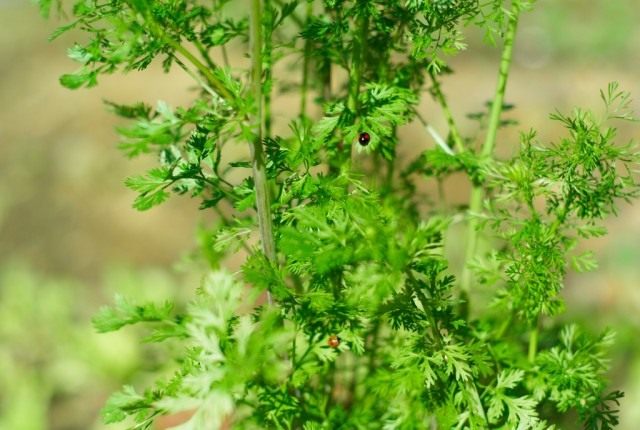 Кориандр, или кинза (Coriandrum sativum) Кориандр, или кинза (Coriandrum sativum)