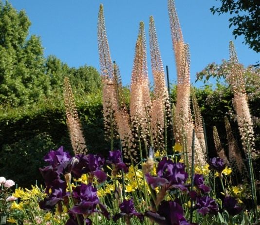 Эремурусы в саду