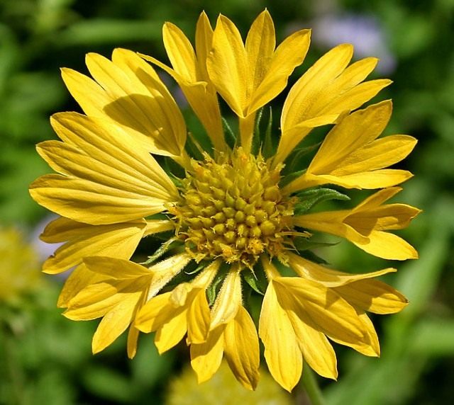 Гайлардия (Gaillardia)