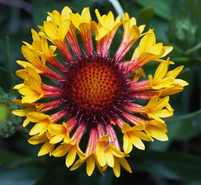 Гайлардия (Gaillardia)