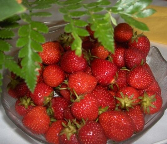 Земляника садовая