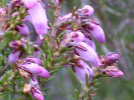 Вереск обыкновенный (Calluna vulgaris)