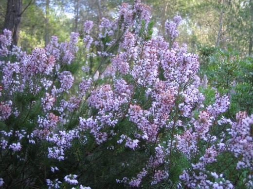 Вереск обыкновенный (Calluna vulgaris)