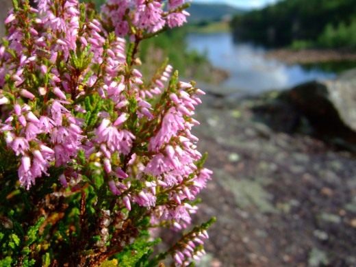 Вереск обыкновенный (Calluna vulgaris)