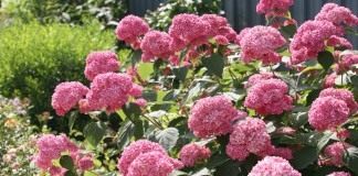 Гортензия древовидная, сорт ‘Pink Anabelle’
