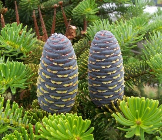 Шишки Пихты корейской