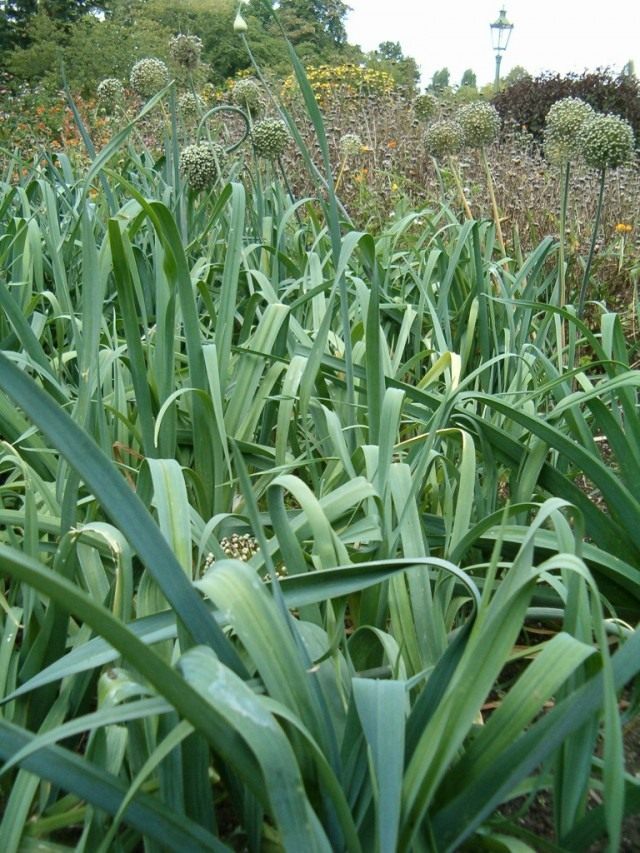 Лук-порей (Allium porrum) Лук-порей (Allium porrum)