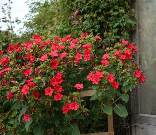 Мирабилис ялапа, или ночная красавица (Mirabilis jalapa)