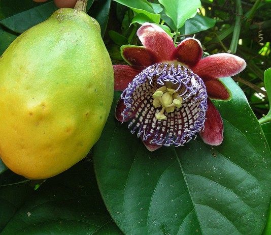 Страстоцвет крылатый, или Бразильская маракуйя