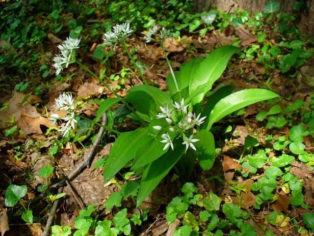 Черемша (Allium ursinum) Черемша (Allium ursinum)