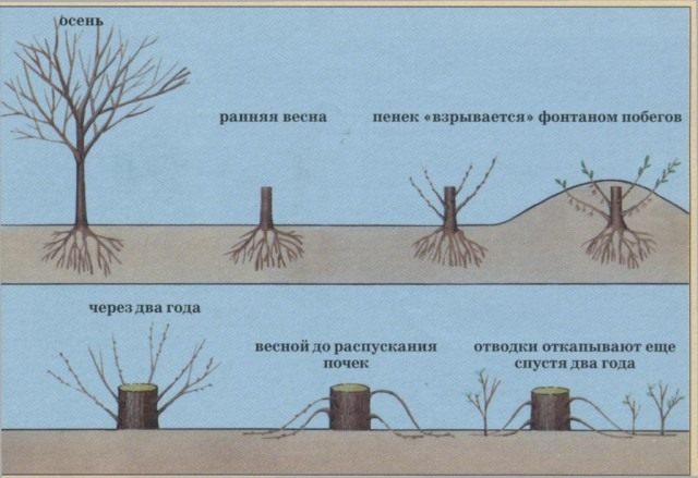 Способы укоренения липы