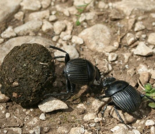 Скарабеи (Scarabaeus)