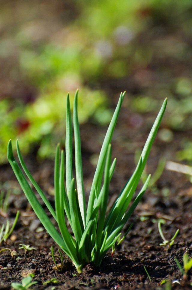 Лук-шалот (Allium ascalonicum) Лук-шалот (Allium ascalonicum)
