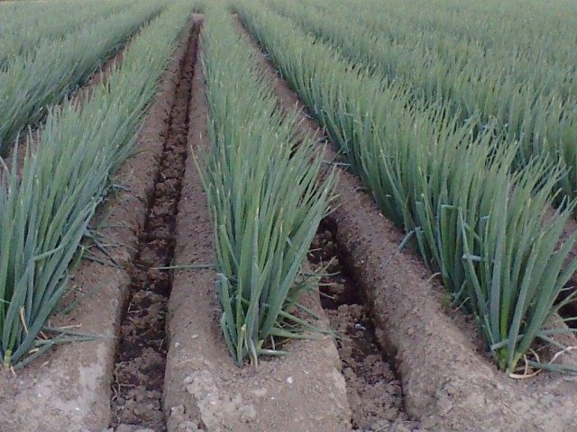 Лук-батун, или Татарка, или Дудчатый лук (Allium fistulosum) Лук-батун, или Татарка, или Дудчатый лук (Allium fistulosum)