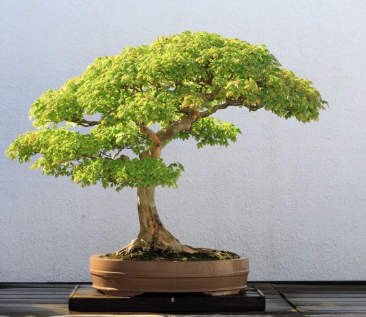 Бонсай из клёна трехраздельного
