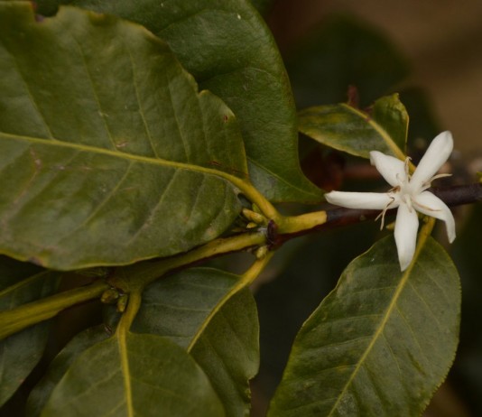 Кофейное дерево