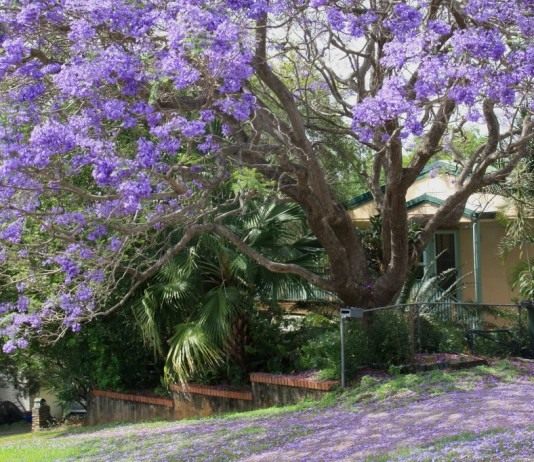 Жакаранда, или Палисандровое дерево - Красивоцветущие Взрослое дерево Жакаранда