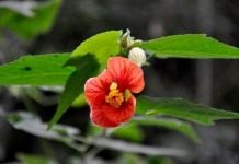 Канатник, или Абутилон (Abutilon)