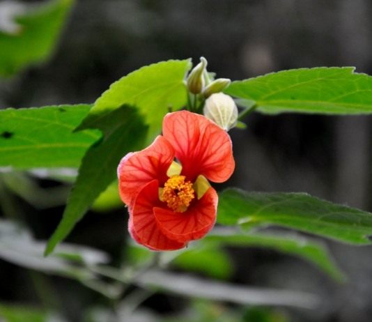 Канатник, или Абутилон (Abutilon)