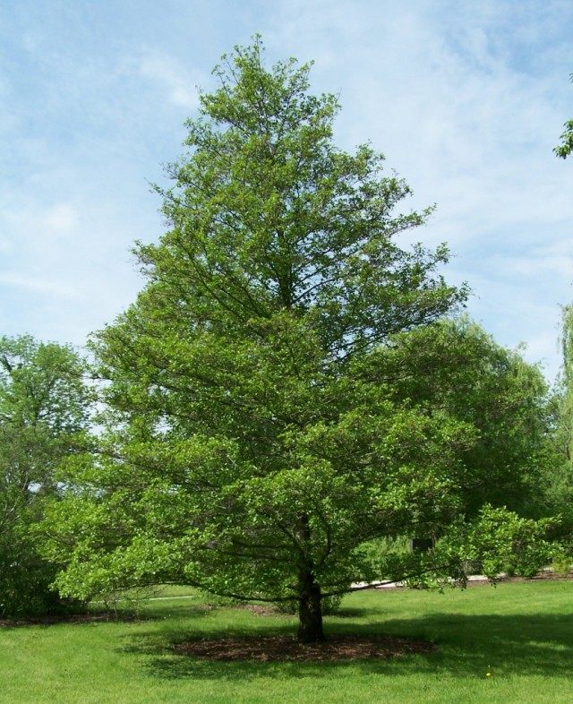 Ольха чёрная, или Ольха клейкая, или Ольха европейская (Alnus glutinosa)