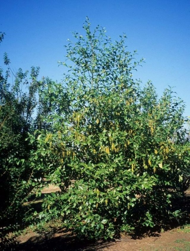 Ольха непальская (Alnus nepalensis)