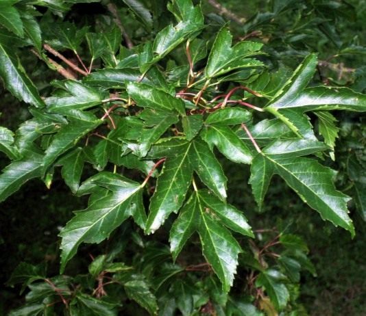 «Раскудрявый, клен зеленый, лист резной…» - Цветник и ландшафт