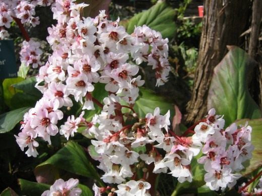 Бадан садовый гибрид Зильберлихт (Bergenia Hybride Silberlicht)