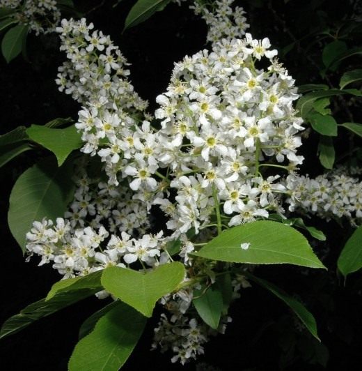 Черёмуха обыкновенная (Bird Cherry)