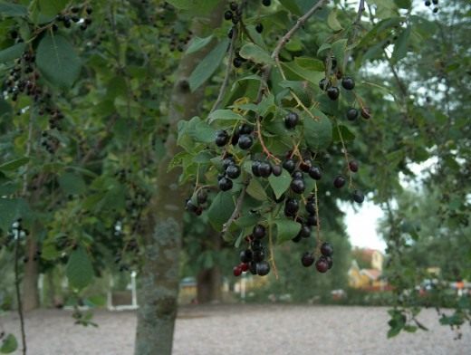 Плоды черемухи (Bird cherry fruits)