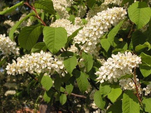 Черемуха обыкновенная (Bird Cherry)