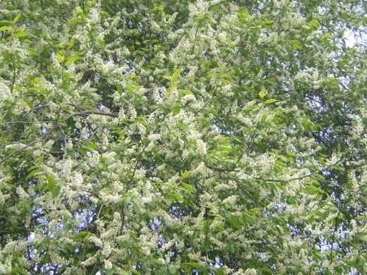 Черёмуха обыкновенная (Bird Cherry)v