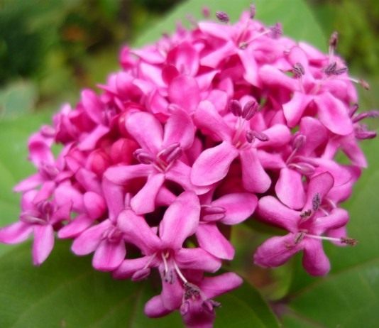 Клеродендрум - Комнатные растения