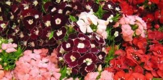 Турецкая гвоздика (Dianthus barbatus)
