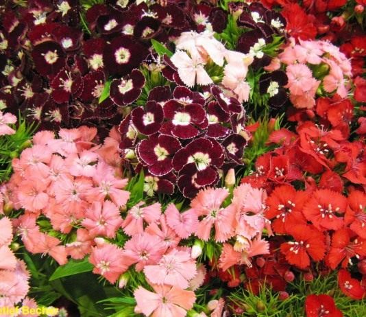 Турецкая гвоздика (Dianthus barbatus)
