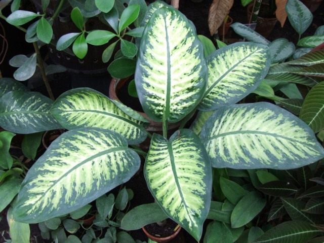 Диффенбахия (Dieffenbachia)