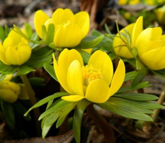 Эрантис, или Весенник - Цветник и ландшафт Эрантис зимующий, или зимний (Eranthis hyemalis)