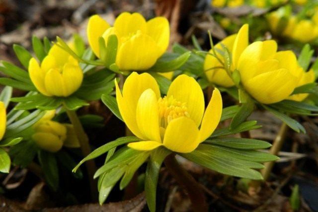 Эрантис зимующий, или зимний (Eranthis hyemalis) Эрантис зимующий, или зимний (Eranthis hyemalis)