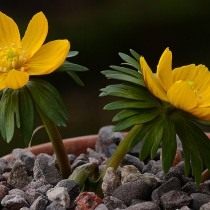 Эрантис длинноножковый, или длинностебельчатый (Eranthis longistipitata) Эрантис длинноножковый, или длинностебельчатый (Eranthis longistipitata)
