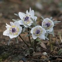 Эрантис перистонадрезный (Eranthis pinnatifida) Эрантис перистонадрезный (Eranthis pinnatifida)